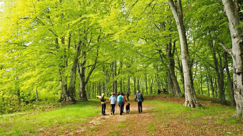 Παγγαίο. Πεζοπορία στο μονοπάτι του PaggaioTrailRun